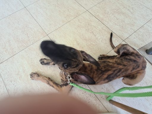 Galgowelpe TOM