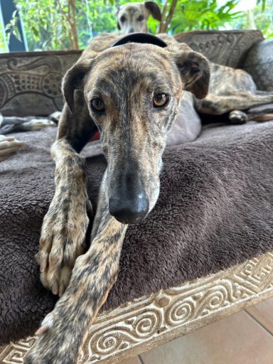 Galgo KIM - auf PS DE NRW