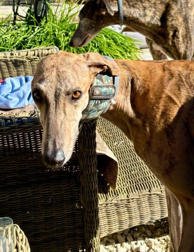 Galga Petty auf PS in Schleswig-Holstein Nähe Leer